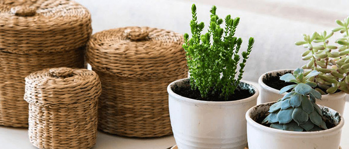 Quais as plantas de interior certas para a sua casa?